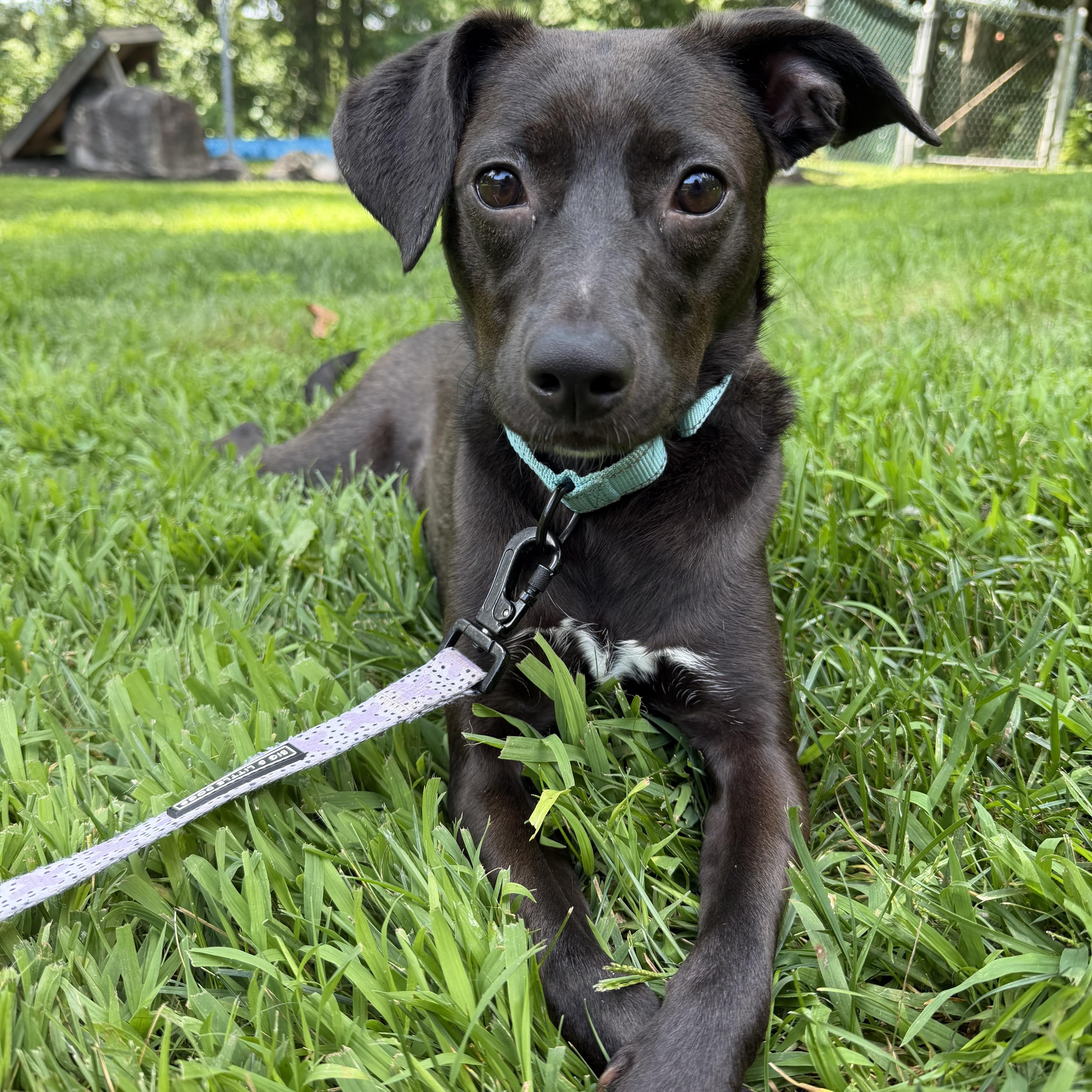 Enlarge Heatwave in NH Come Meet our Adoptable Dogs Wednesday-Saturday. More info in Bio, a Adoptable mixed breed in Manchester, NH image 4/5