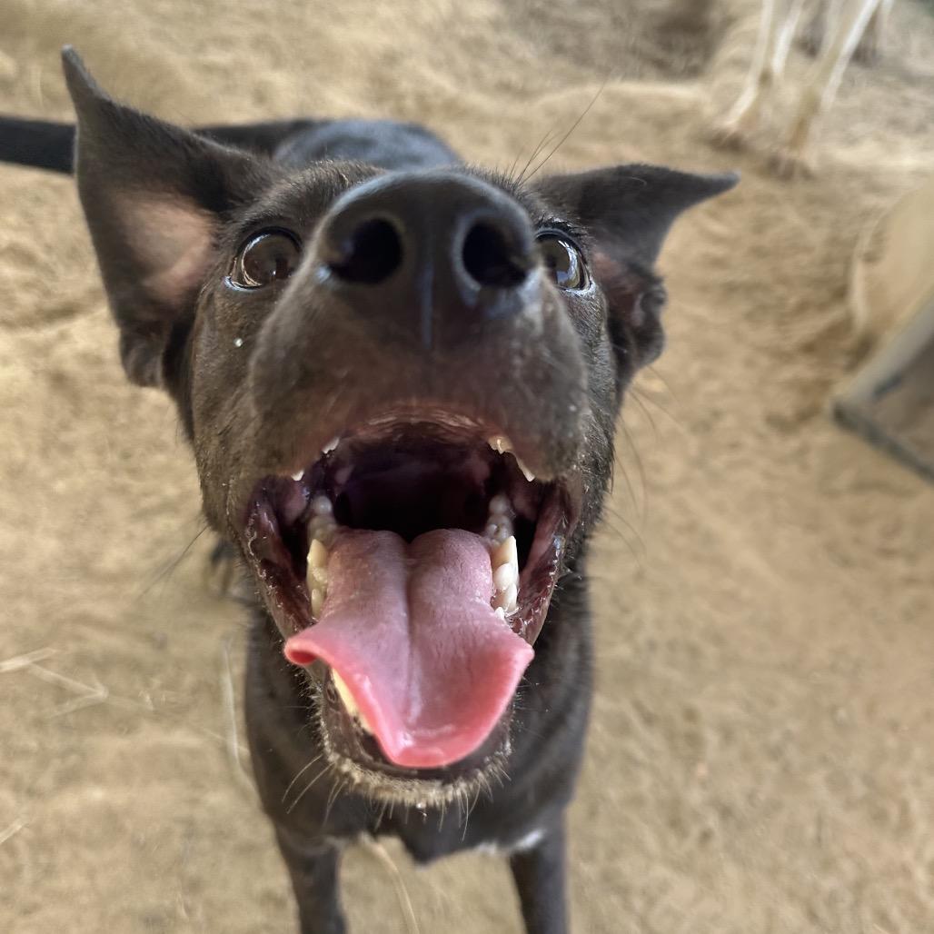 Heatwave in NH Come Meet our Adoptable Dogs Wednesday-Saturday. More info in Bio, a Adoptable mixed breed in Manchester, NH image 2/3
