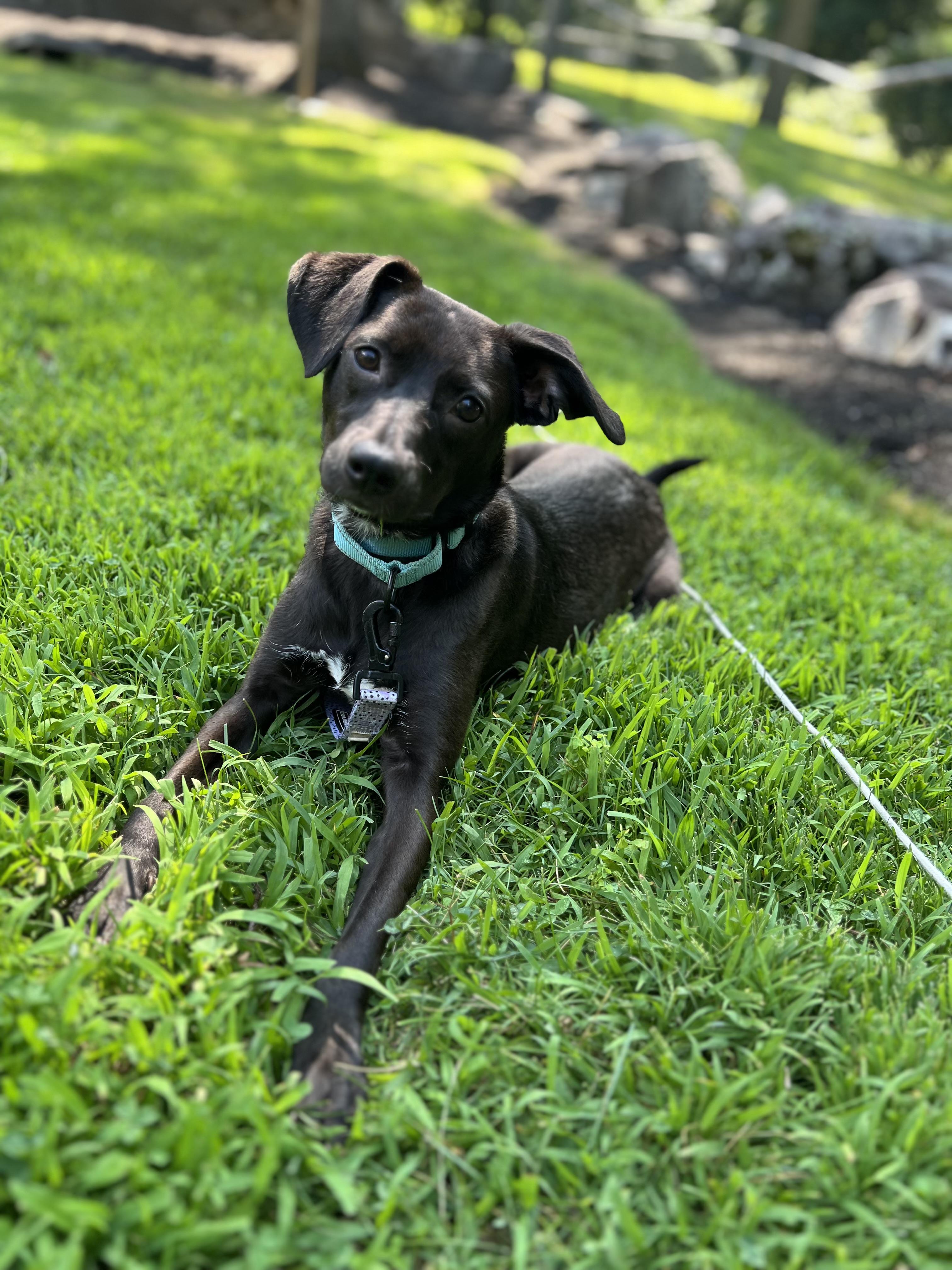 Enlarge Heatwave in NH Come Meet our Adoptable Dogs Wednesday-Saturday. More info in Bio, a Adoptable mixed breed in Manchester, NH image 5/5