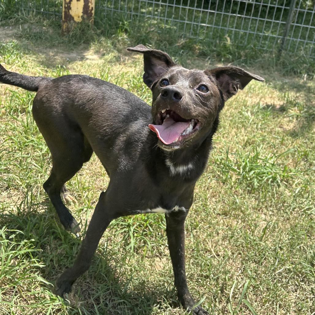 Heatwave in NH Come Meet our Adoptable Dogs Wednesday-Saturday. More info in Bio, a Adoptable mixed breed in Manchester, NH image 3/3