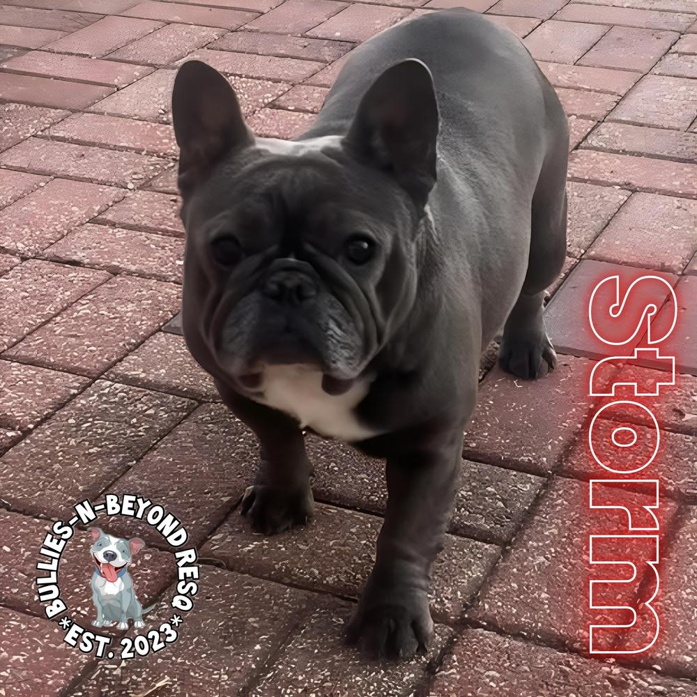 Enlarge Storm, a Adoptable French Bulldog in Omaha, NE image 1/4
