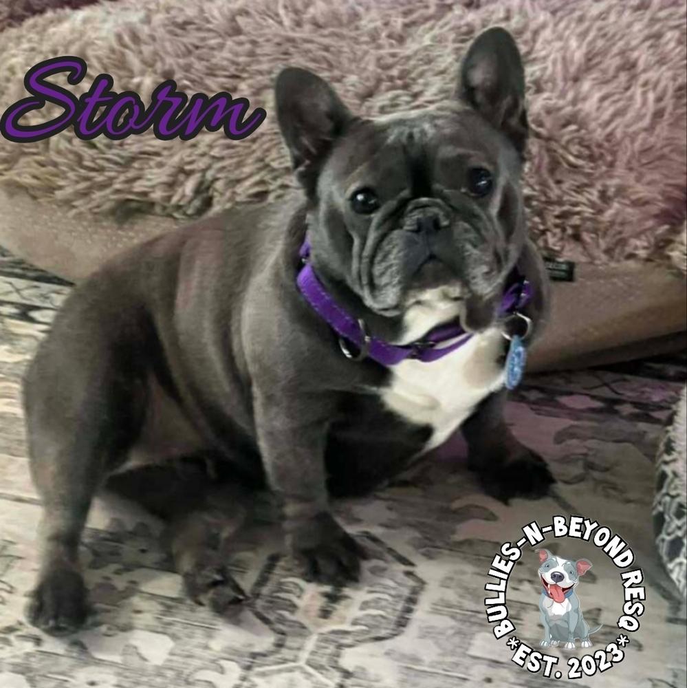 Enlarge Storm, a Adoptable French Bulldog in Omaha, NE image 3/4