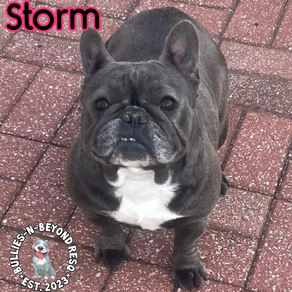 Enlarge Storm, a Adoptable French Bulldog in Omaha, NE image 4/4
