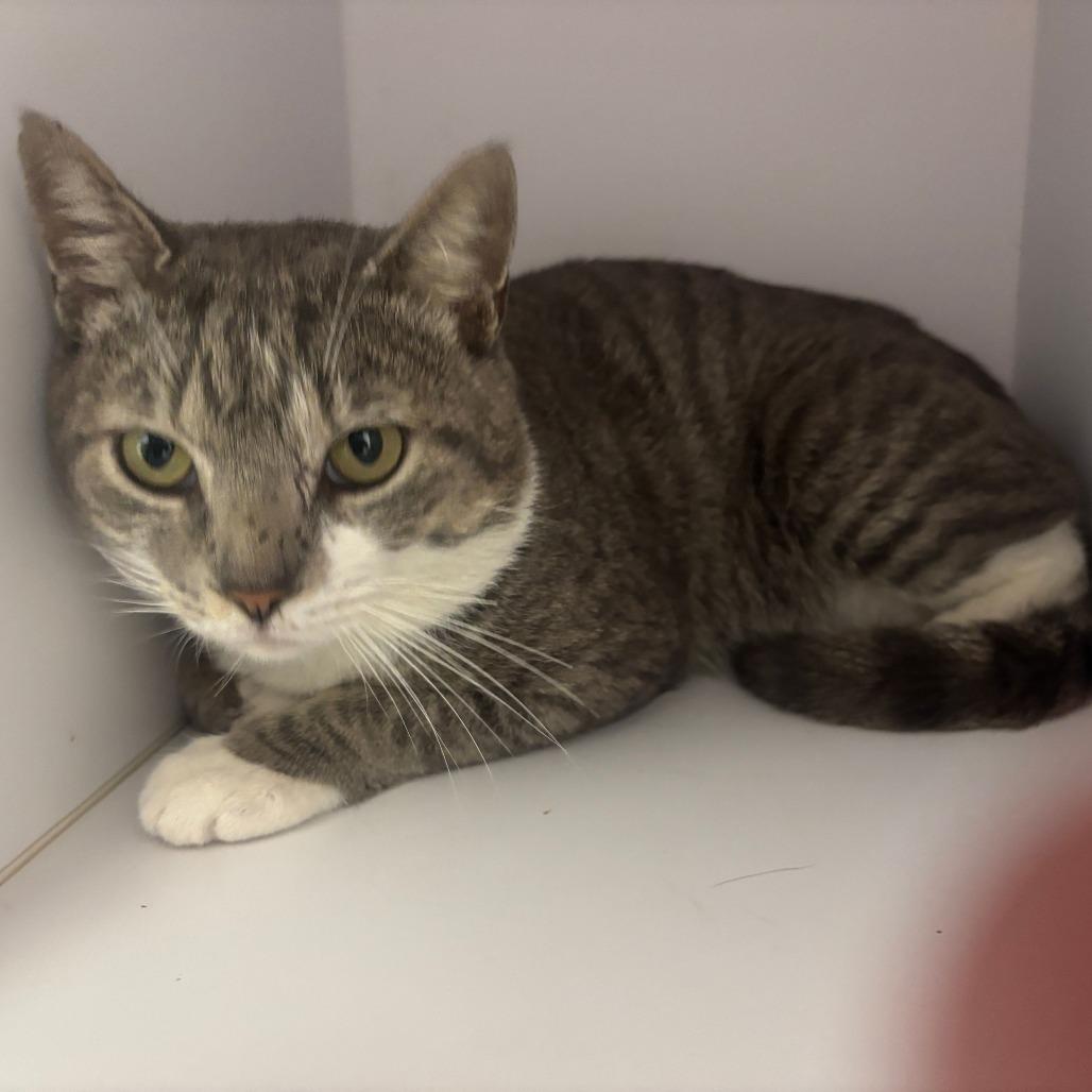 Figaro, Adoptable, Adult Male Domestic Short Hair.