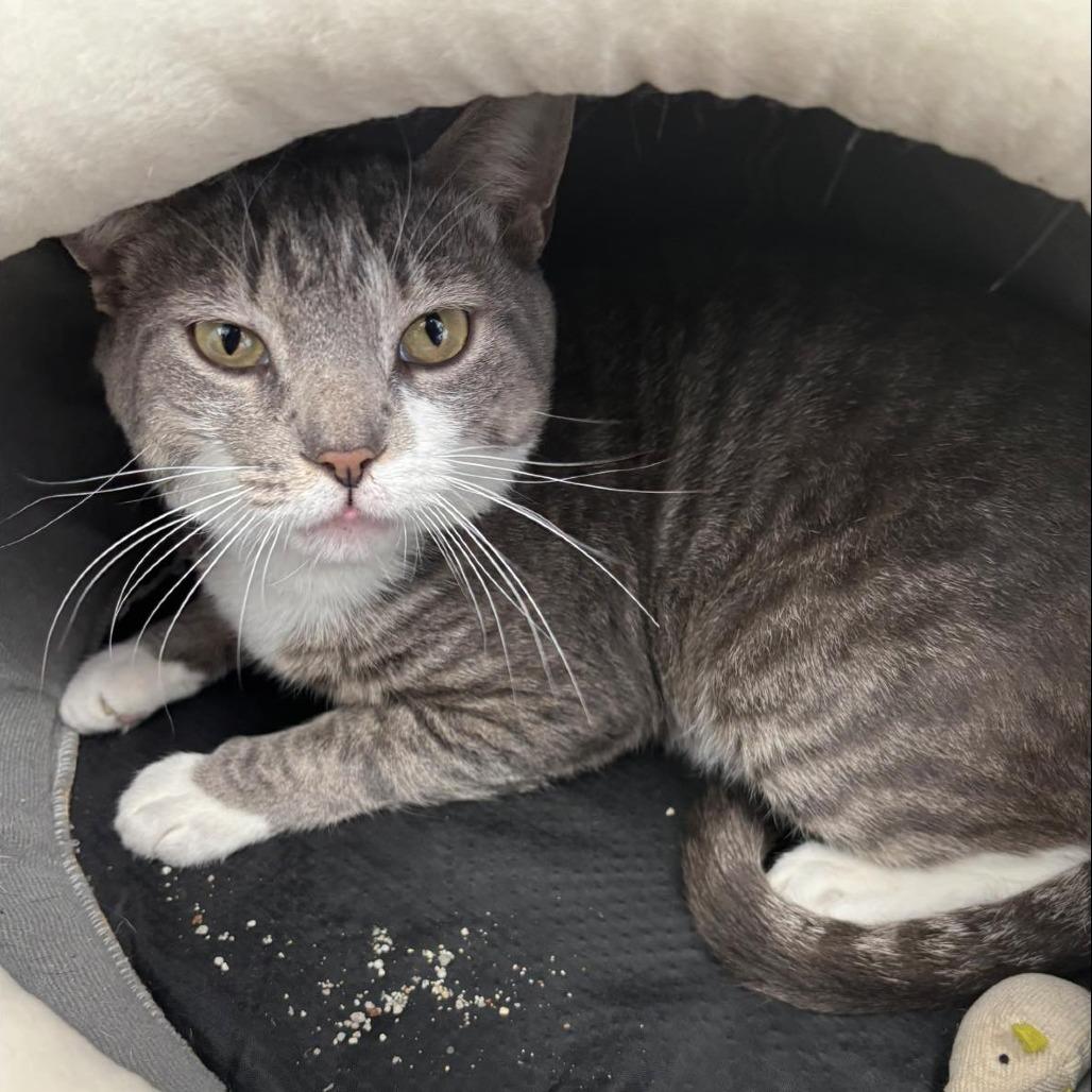 Enlarge Figaro, a Adoptable Domestic Short Hair in Hamburg, NY image 2/2
