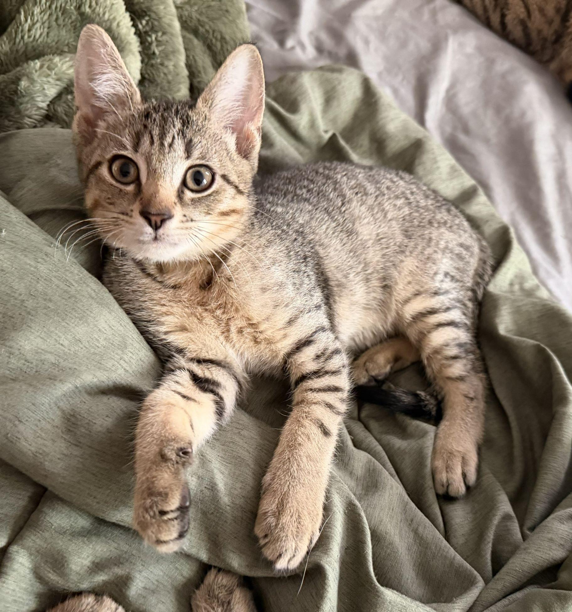 Enlarge Gill, a Adoptable Tiger in Honeoye, NY image 1/1