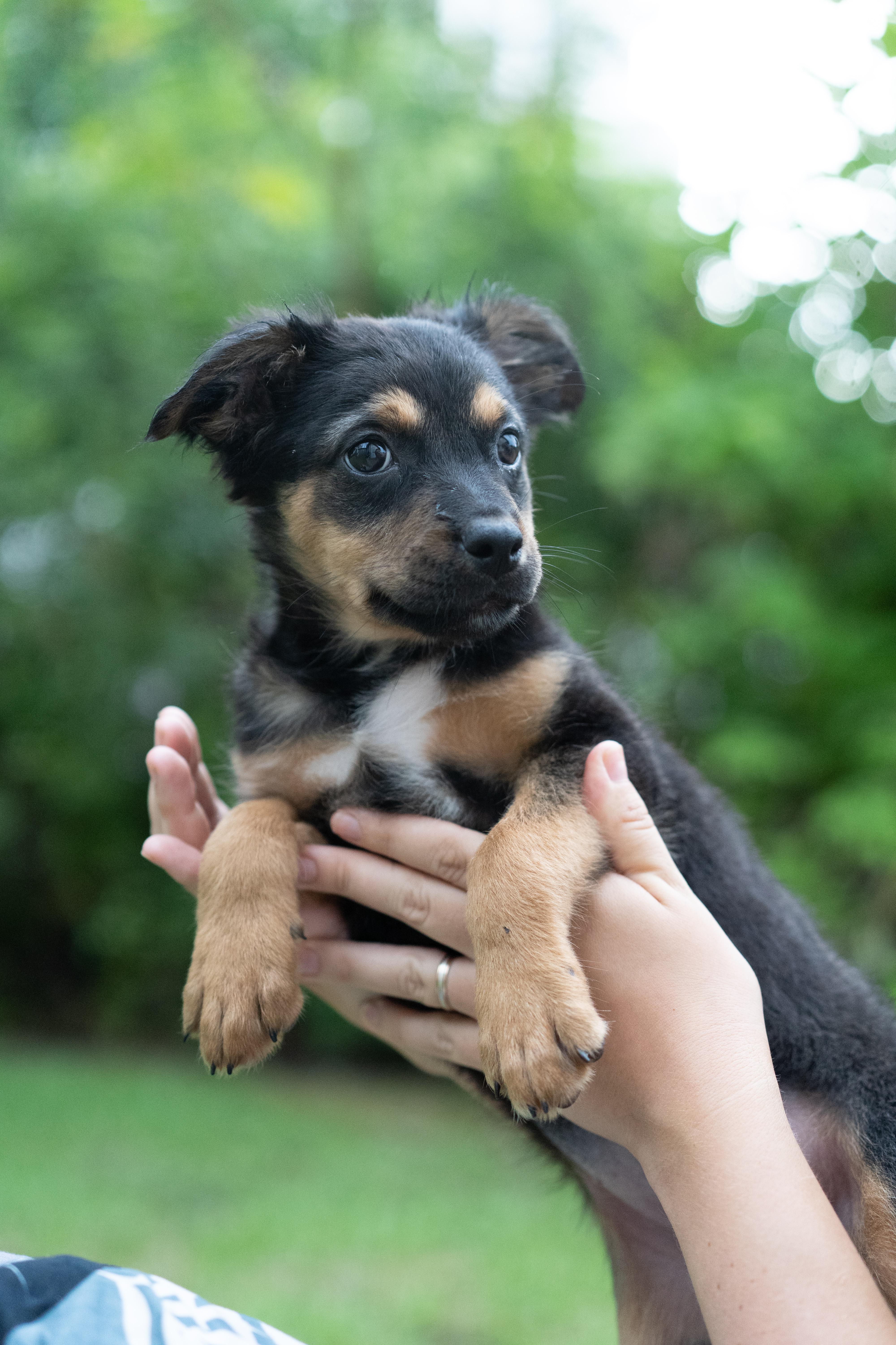 Enlarge Dolly, a Adoptable mixed breed in Miramar, FL image 3/3