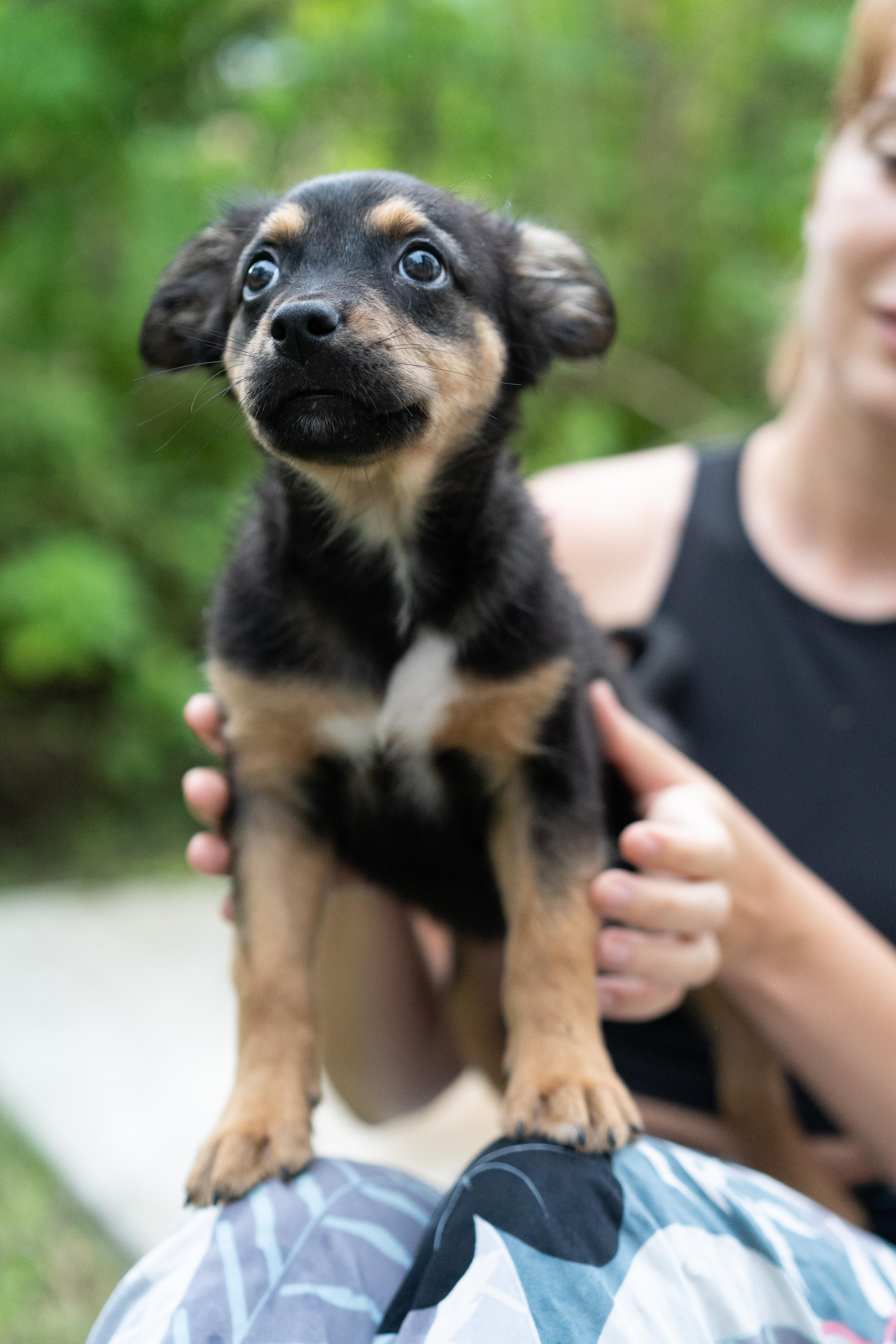 Enlarge Dolly, a Adoptable mixed breed in Miramar, FL image 1/3
