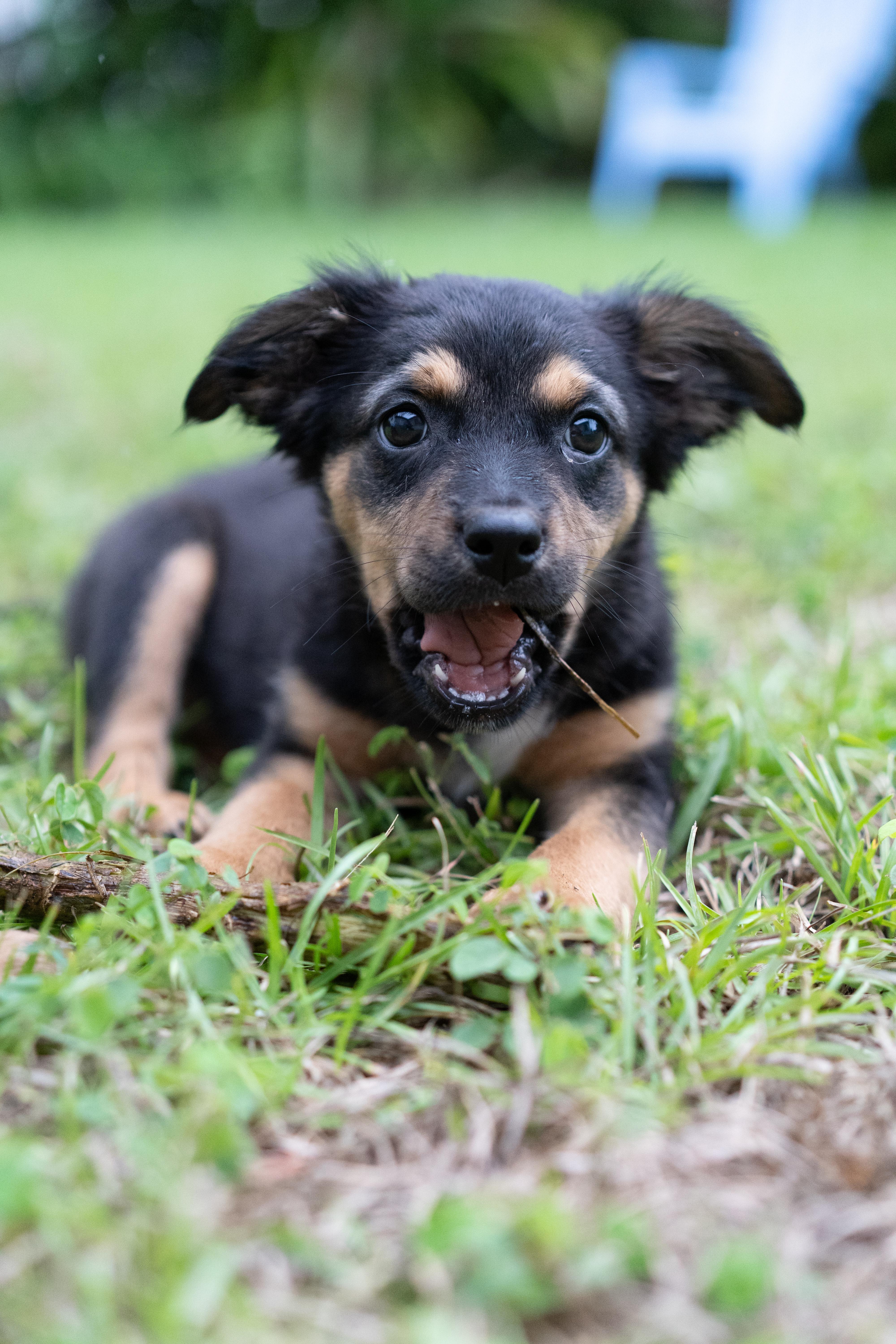 Enlarge Dolly, a Adoptable mixed breed in Miramar, FL image 2/3