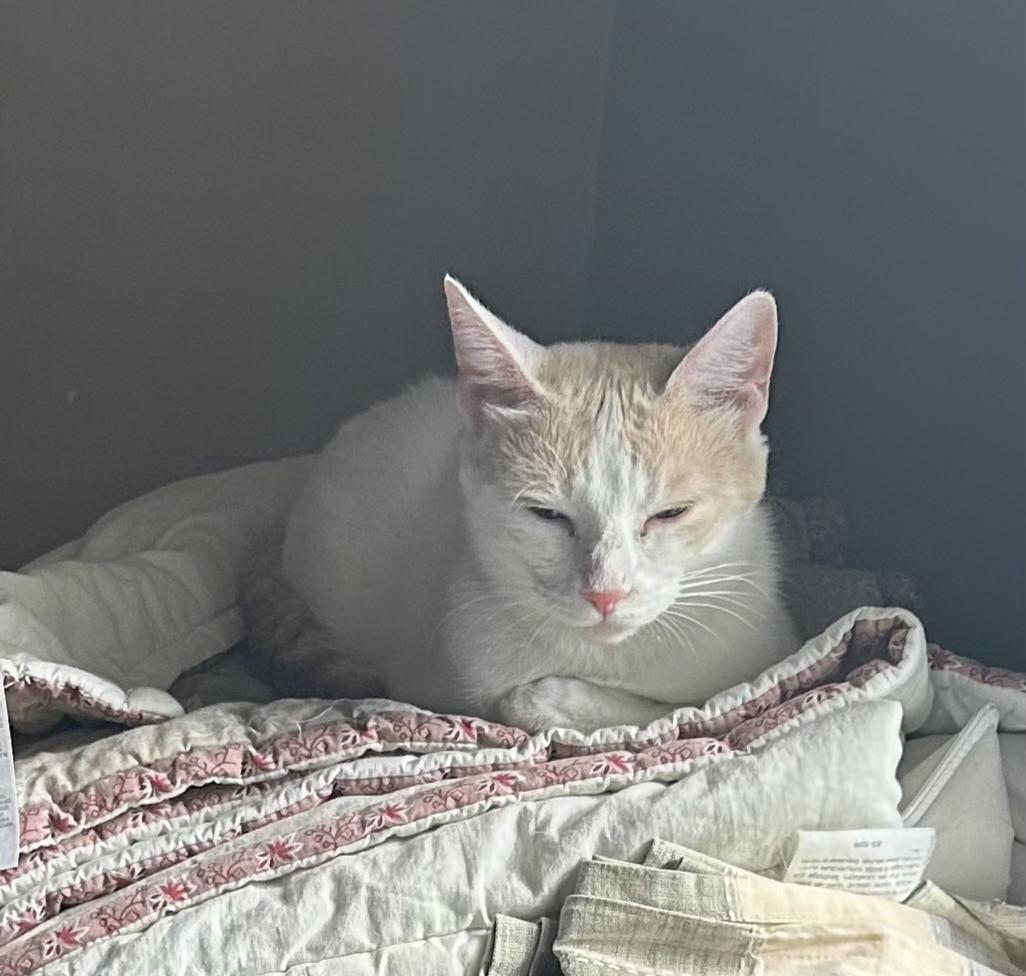 Ginger Rose, Adopted, Adult Female Domestic Short Hair.