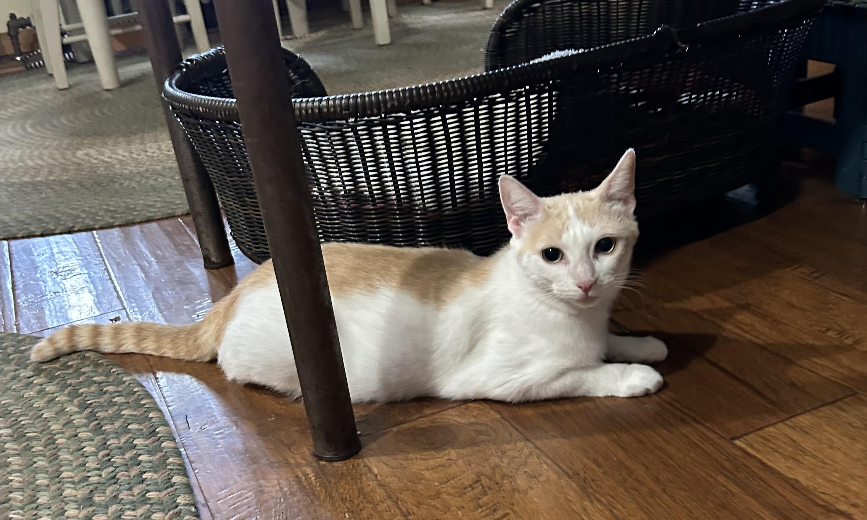 Ginger Rose, a Adopted mixed breed in Stewartsville,, NJ image 2/4