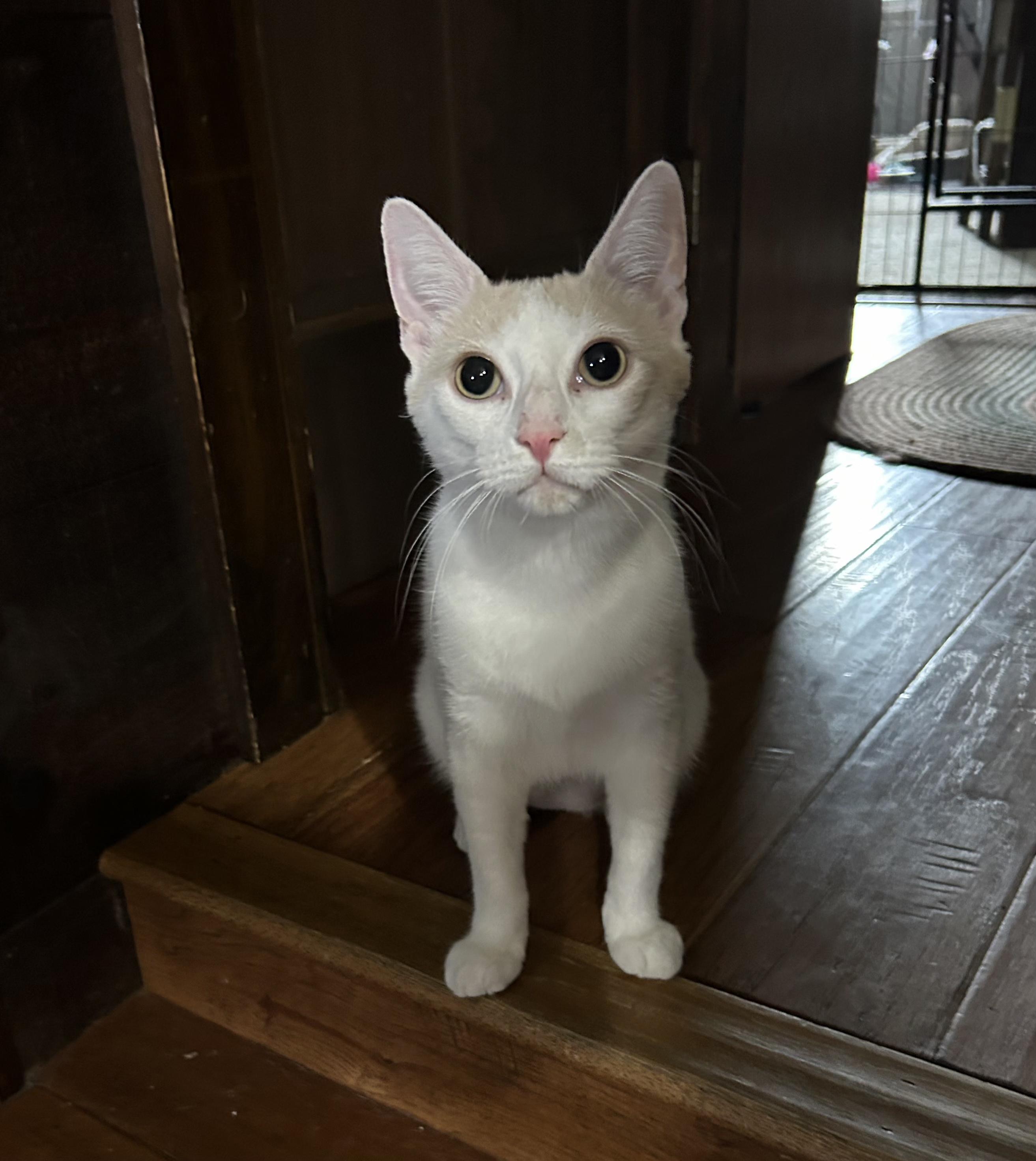 Ginger Rose, a Adopted mixed breed in Stewartsville,, NJ image 3/4