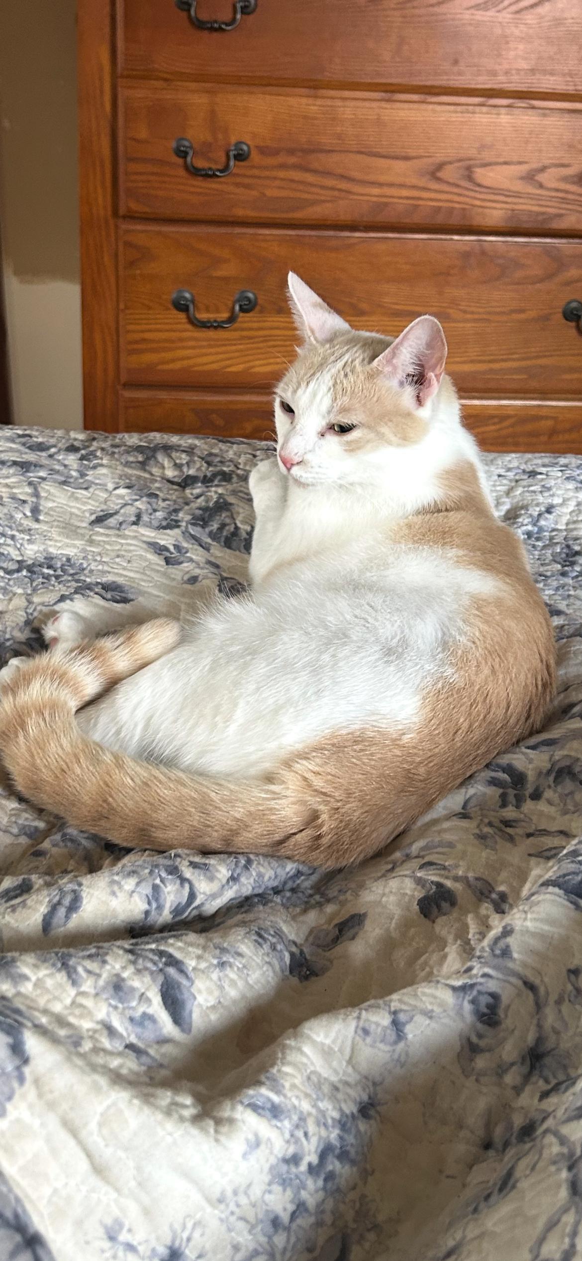 Ginger Rose, a Adopted mixed breed in Stewartsville,, NJ image 4/4