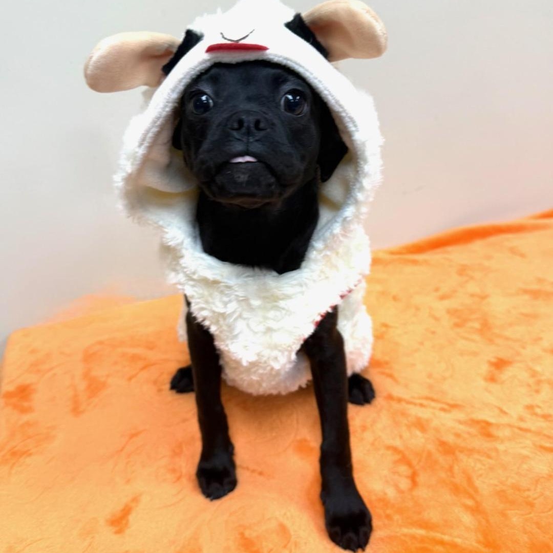 Enlarge Zoey, a Adopted mixed breed in Greensburg, PA image 4/6