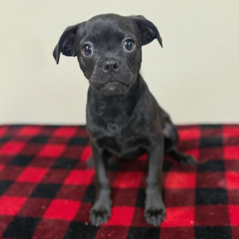 Enlarge Zoey, a Adopted mixed breed in Greensburg, PA image 1/6