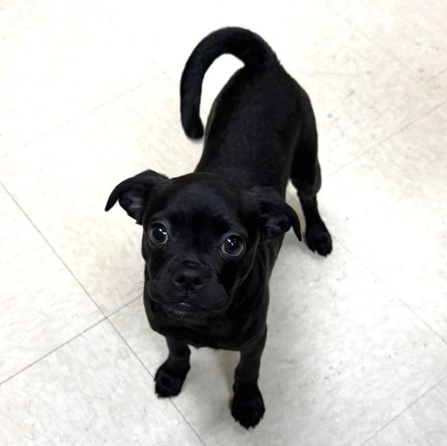 Enlarge Zoey, a Adopted mixed breed in Greensburg, PA image 3/6