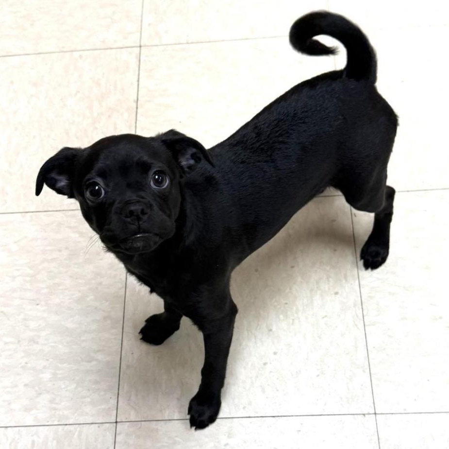 Enlarge Zoey, a Adopted mixed breed in Greensburg, PA image 6/6
