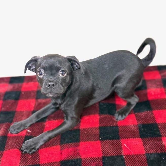 Enlarge Zoey, a Adopted mixed breed in Greensburg, PA image 5/6