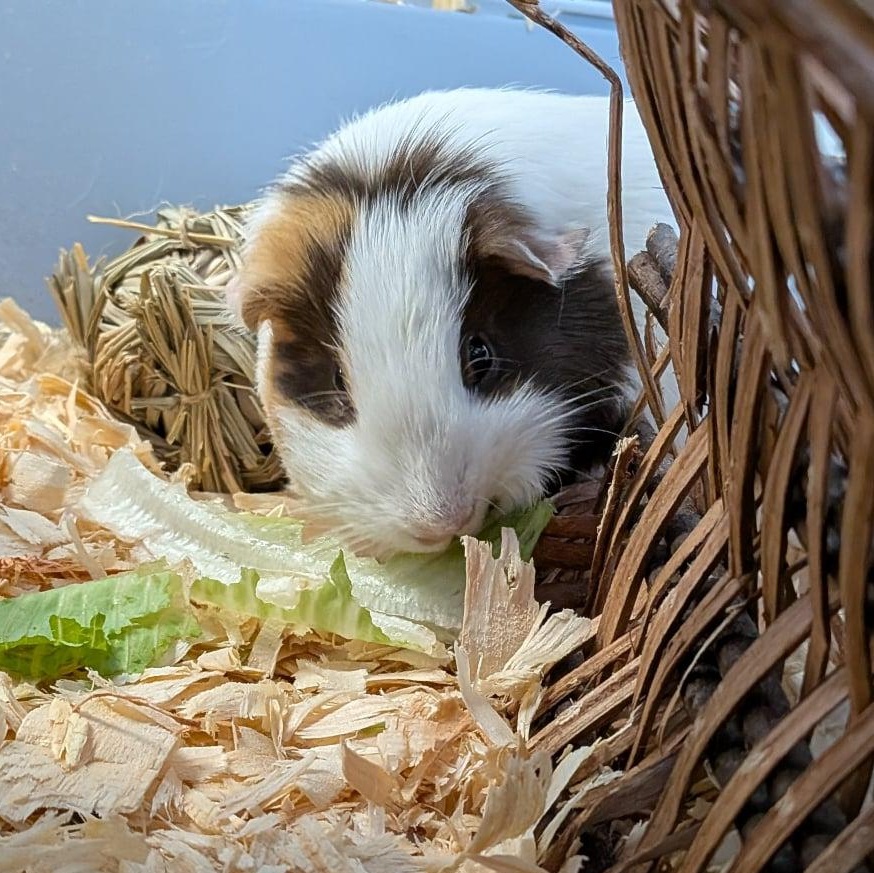 Brioche, a Adoptable Guinea Pig image 1/4