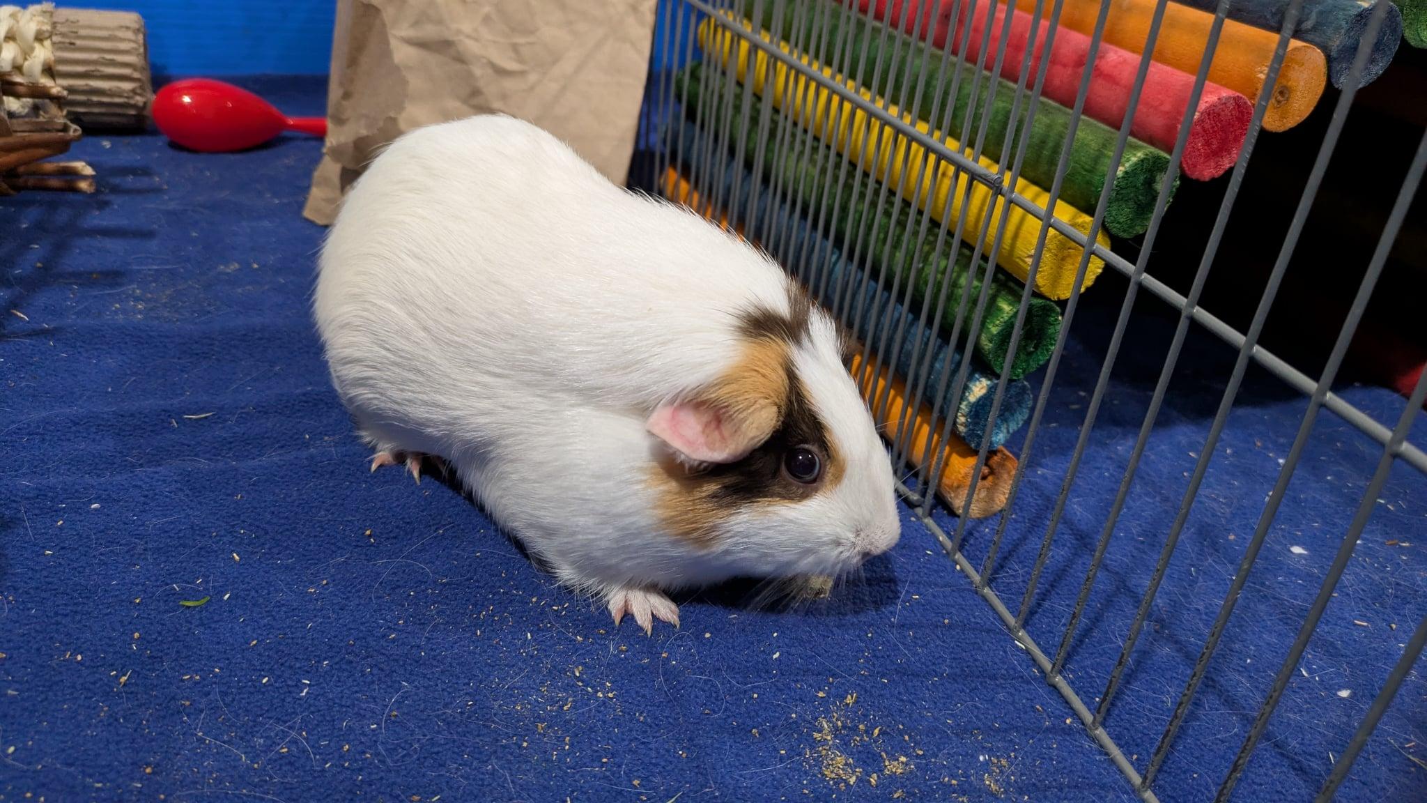 Brioche, a Adoptable Guinea Pig image 2/4