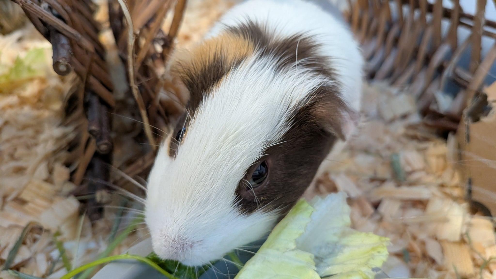 Brioche, a Adoptable Guinea Pig image 3/4