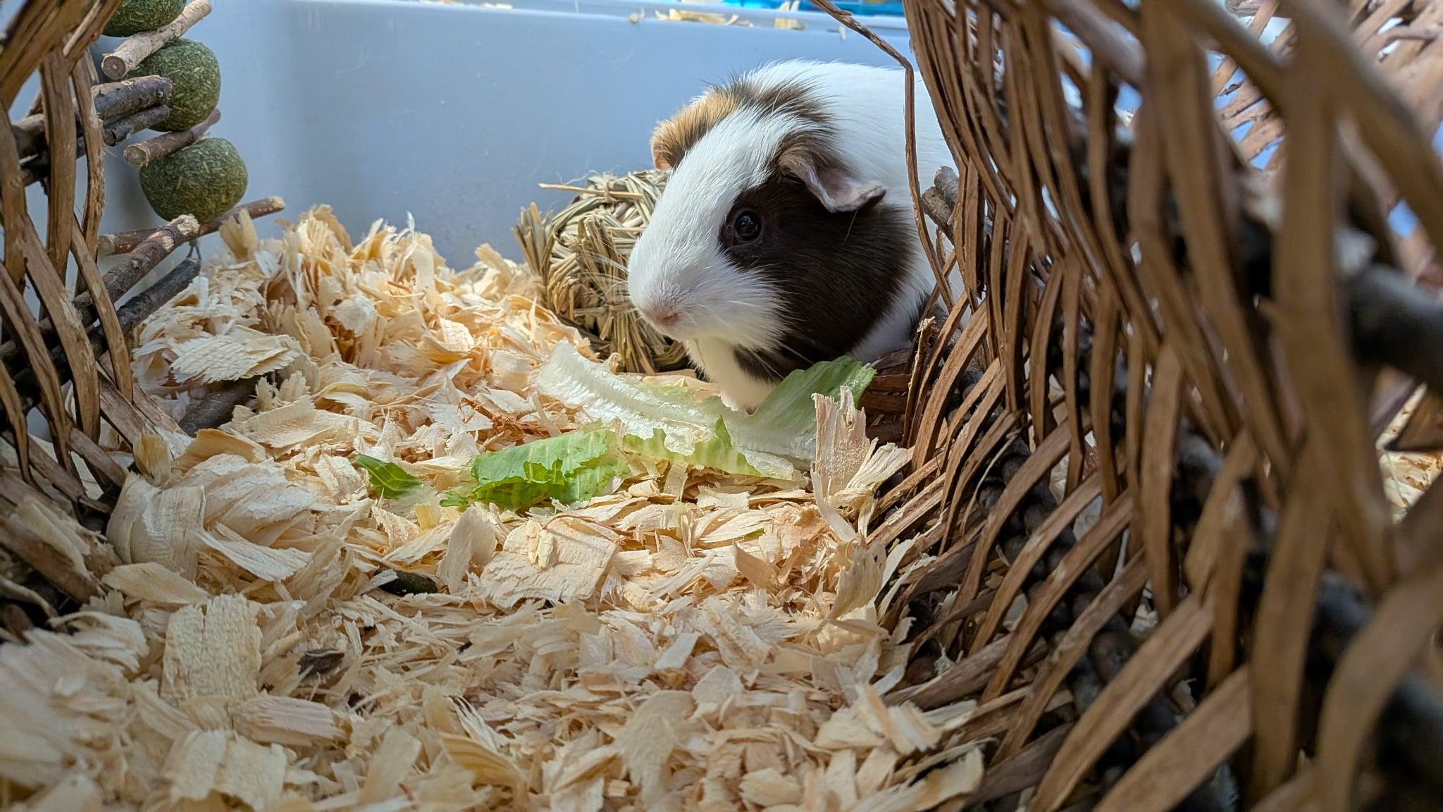 Brioche, a Adoptable Guinea Pig image 4/4