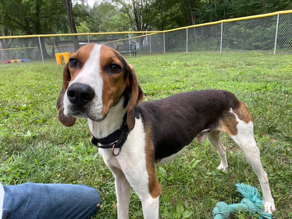 Cowboy, Adoptable, Adult Male Hound.