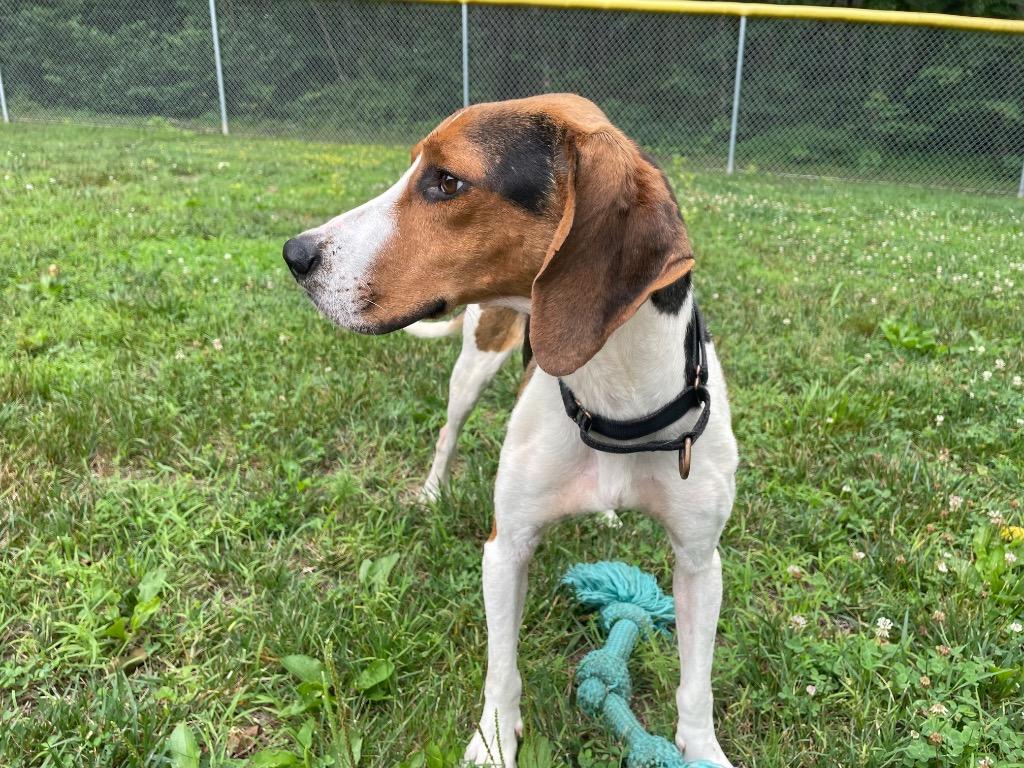 Enlarge Cowboy, a Adoptable Hound in Mineral, VA image 2/5