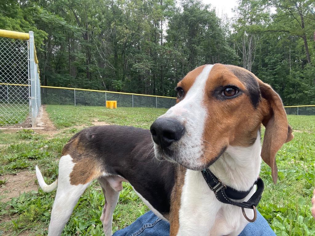 Enlarge Cowboy, a Adoptable Hound in Mineral, VA image 3/5