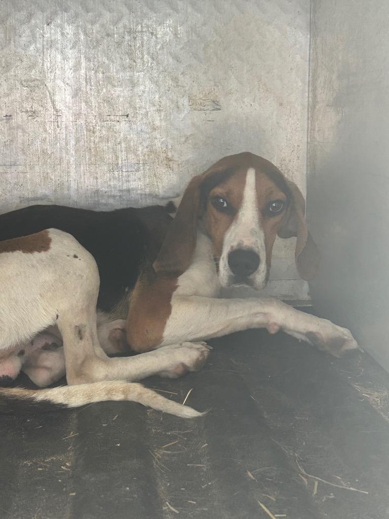 Enlarge Cowboy, a Adoptable Hound in Mineral, VA image 4/5