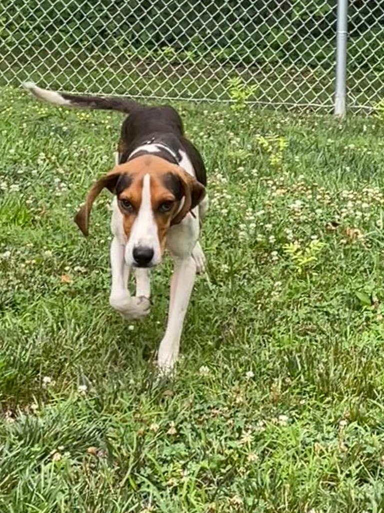 Enlarge Cowboy, a Adoptable Hound in Mineral, VA image 5/5
