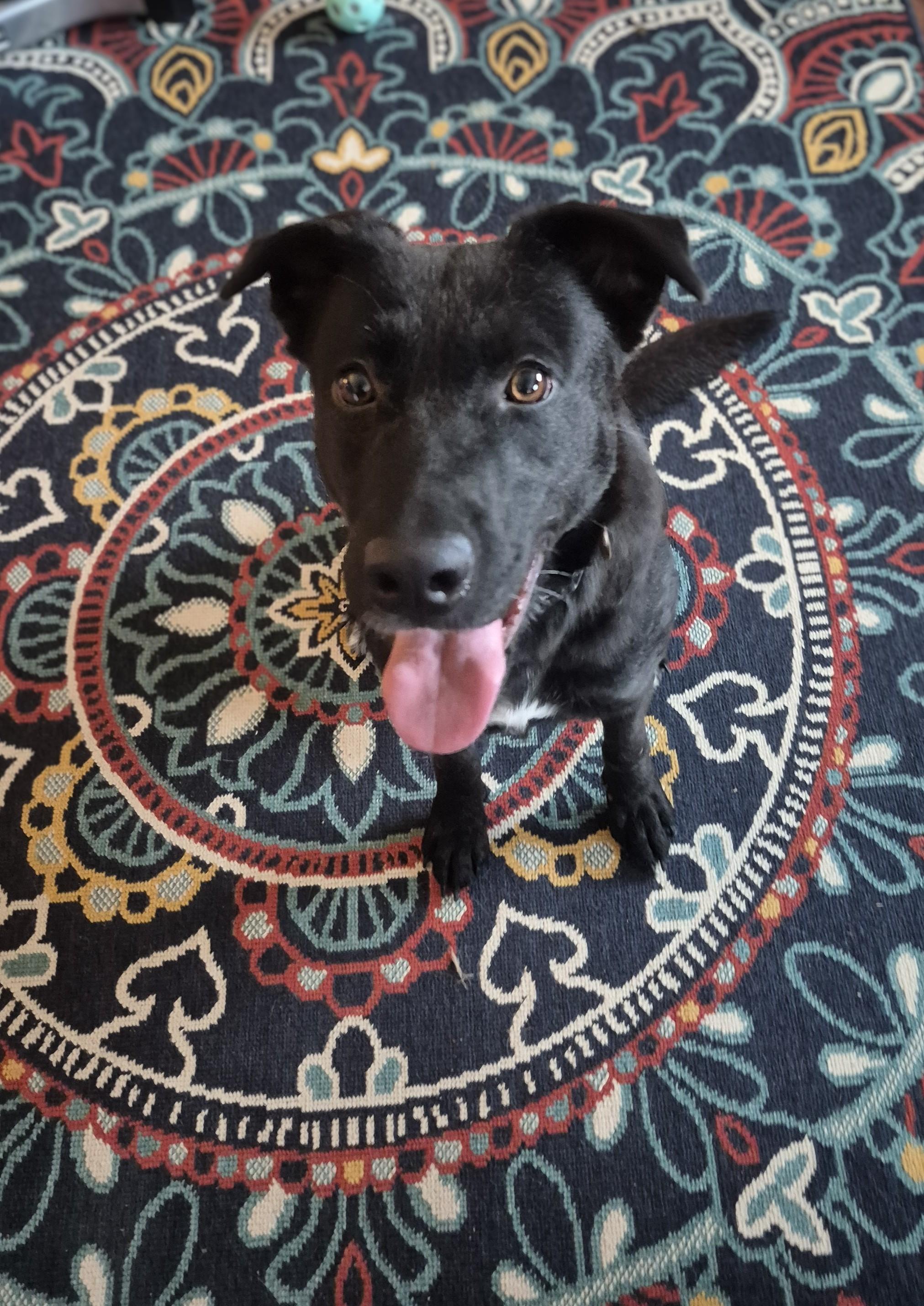 Enlarge Lady, a Adopted Black Labrador Retriever in Knoxville, TN image 3/5