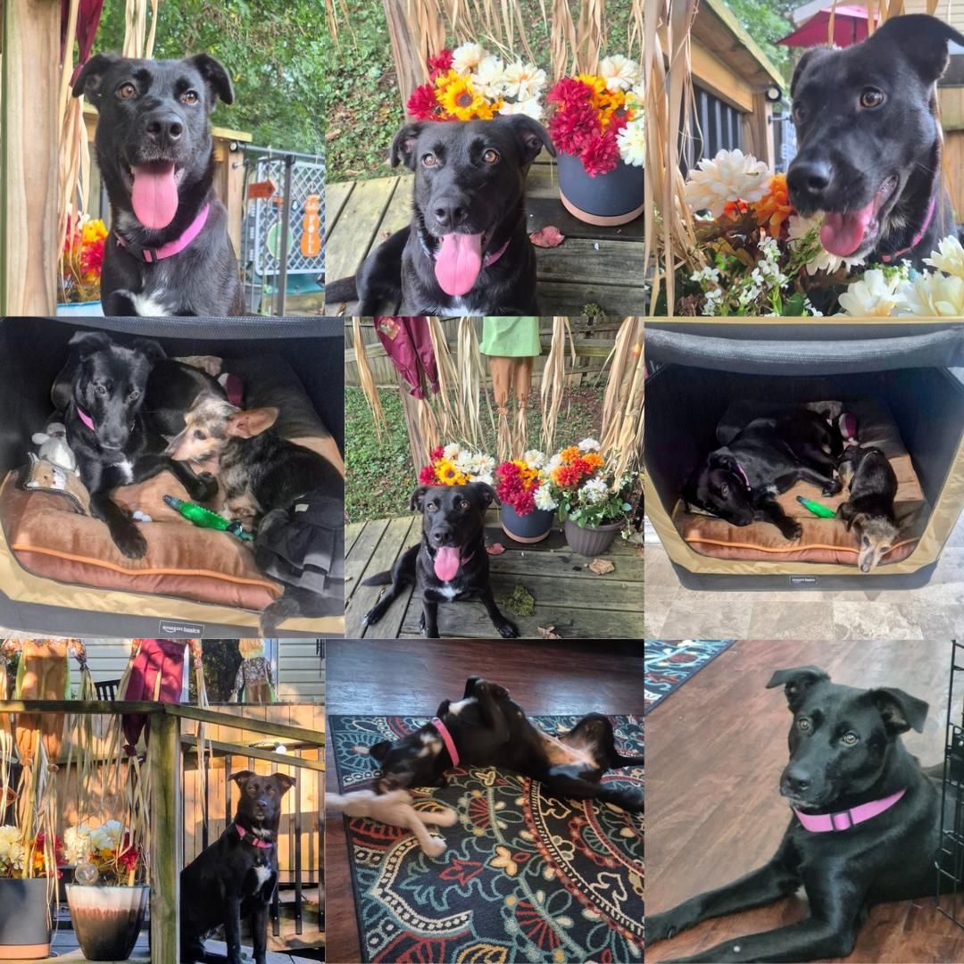 Enlarge Lady, a Adopted Black Labrador Retriever in Knoxville, TN image 2/5