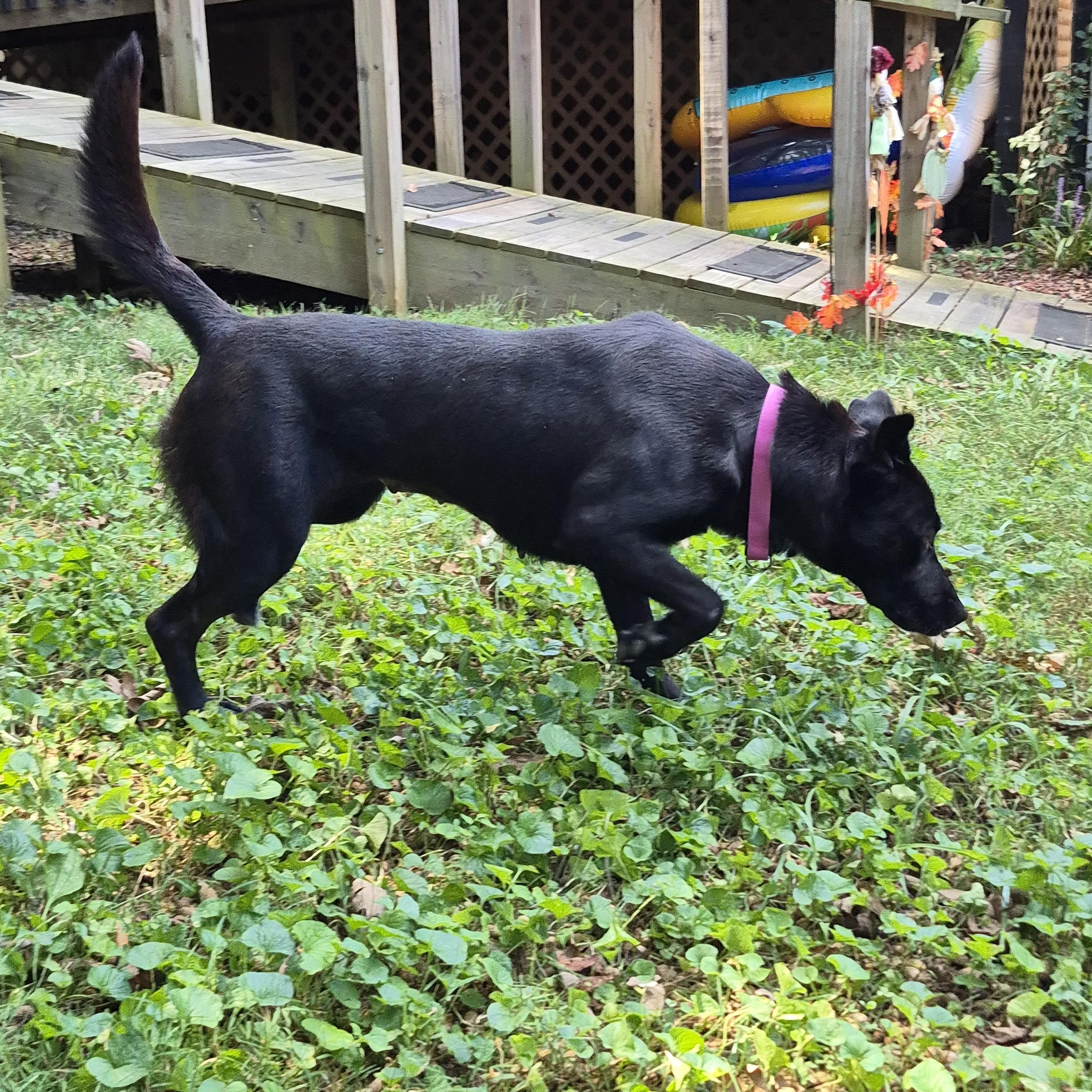 Enlarge Lady, a Adopted Black Labrador Retriever in Knoxville, TN image 5/5