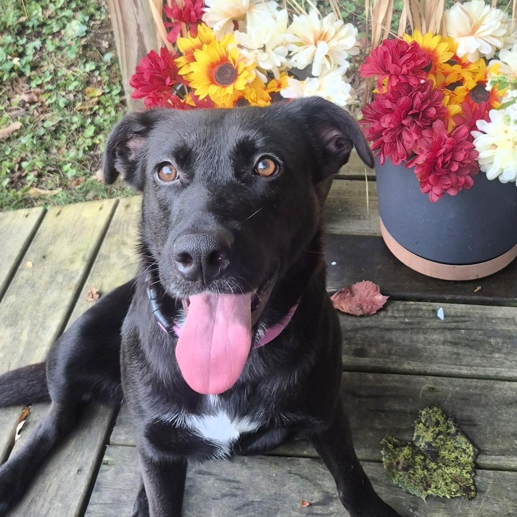 Lady, Adopted, Adult Female Black Labrador Retriever.