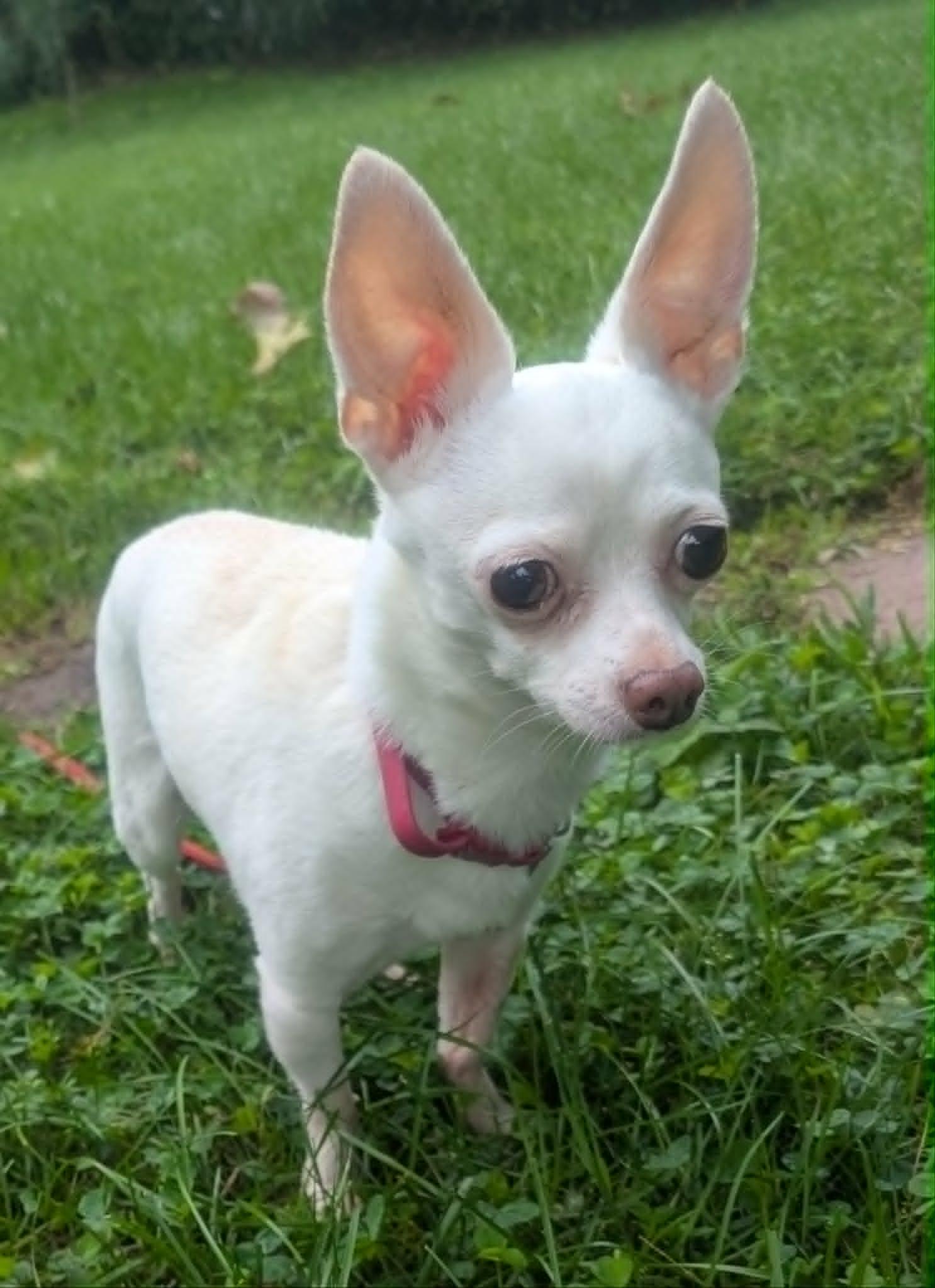 Marty, ADOPTABLE, Senior Male Chihuahua.