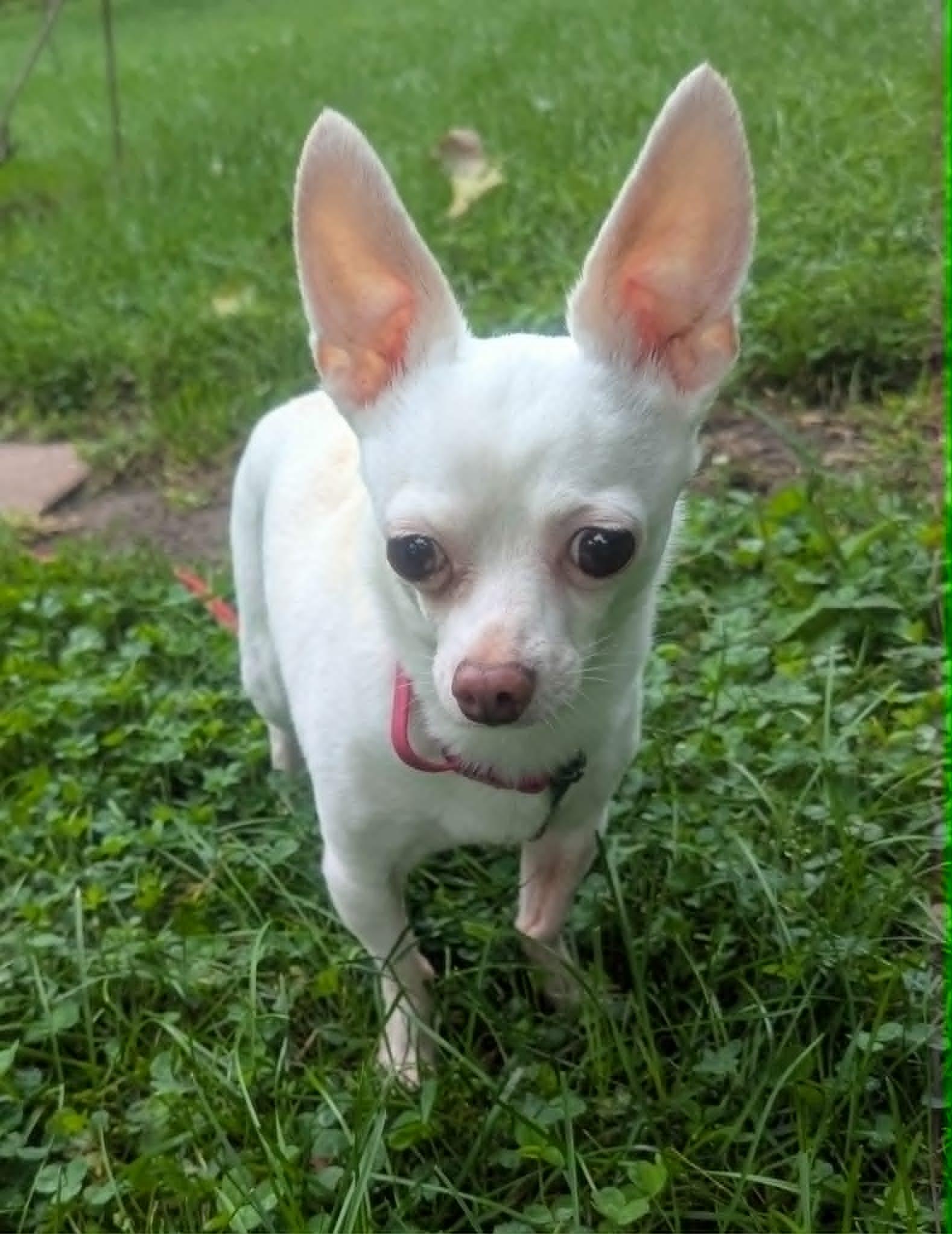 Enlarge Marty, a ADOPTABLE Chihuahua in Yorkville, IL image 2/4
