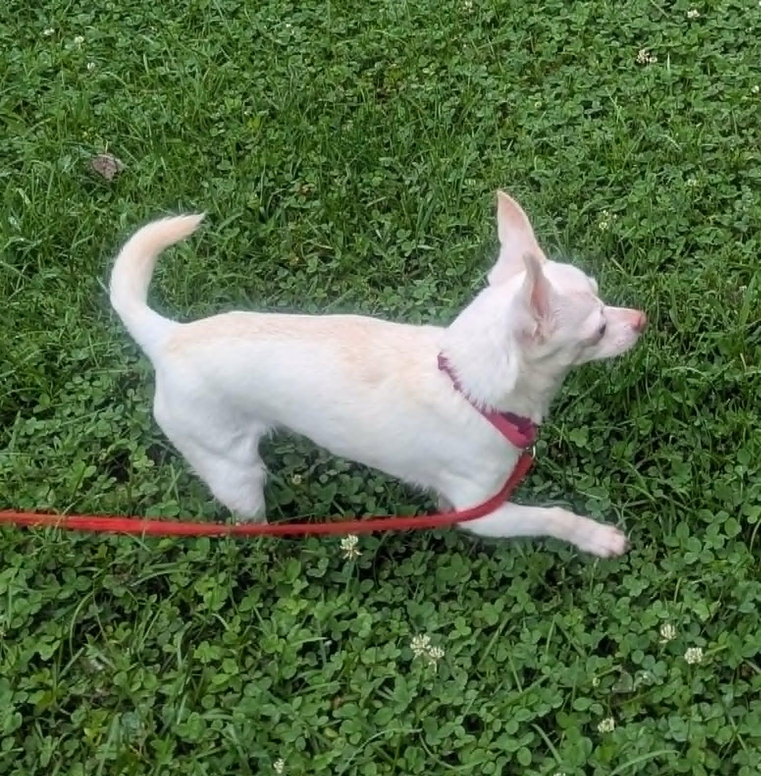 Enlarge Marty, a ADOPTABLE Chihuahua in Yorkville, IL image 3/4