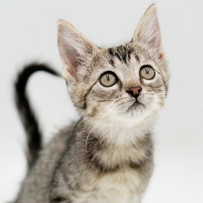 Clara is a delight - Tiny adorableness in a fuzzy package, Adoptable, Kitten Female Bengal & Tabby.
