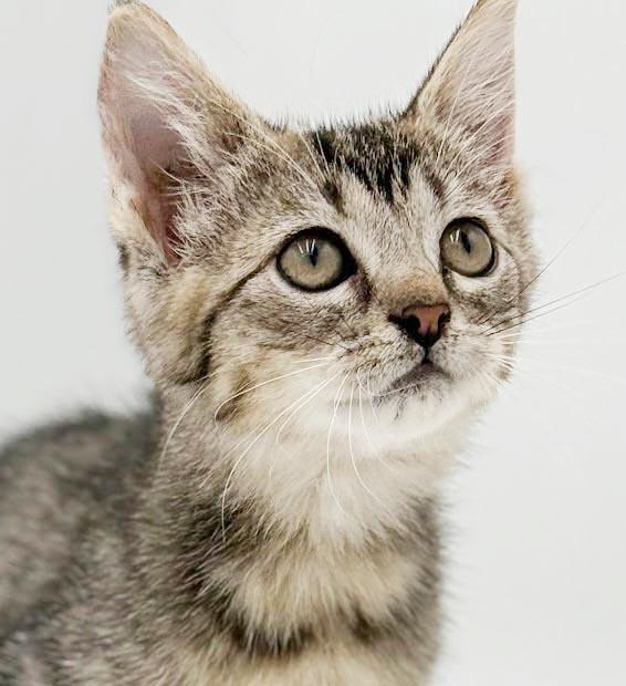 Enlarge Clara is a delight - Tiny adorableness in a fuzzy package, a Adoptable mixed breed in Bedford Hills, NY image 3/6
