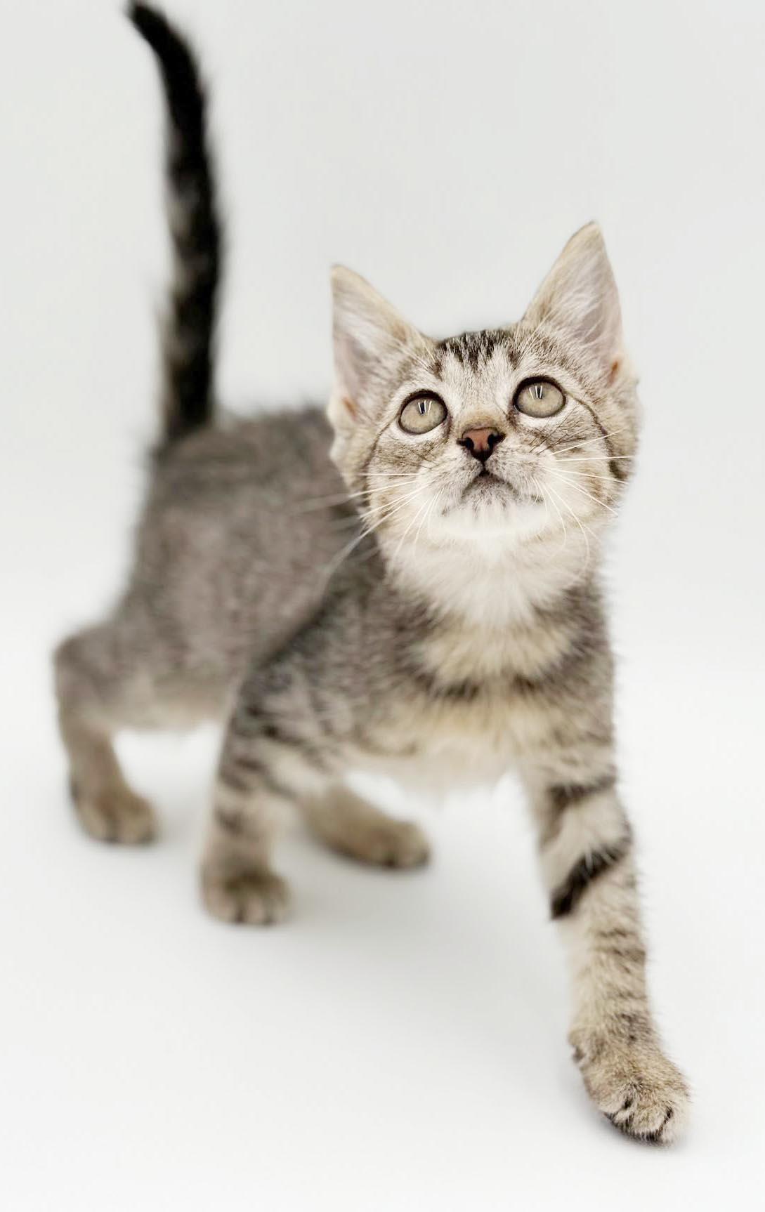 Enlarge Clara is a delight - Tiny adorableness in a fuzzy package, a Adoptable mixed breed in Bedford Hills, NY image 5/6