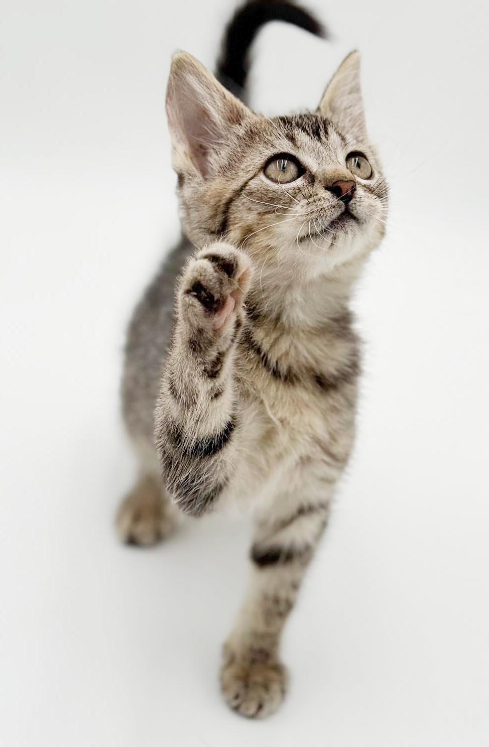 Enlarge Clara is a delight - Tiny adorableness in a fuzzy package, a Adoptable mixed breed in Bedford Hills, NY image 2/6