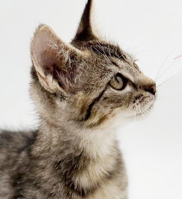 Enlarge Clara is a delight - Tiny adorableness in a fuzzy package, a Adoptable mixed breed in Bedford Hills, NY image 6/6