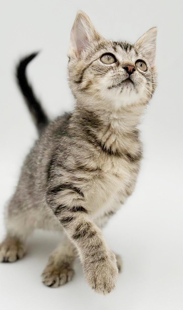 Enlarge Clara is a delight - Tiny adorableness in a fuzzy package, a Adoptable mixed breed in Bedford Hills, NY image 4/6