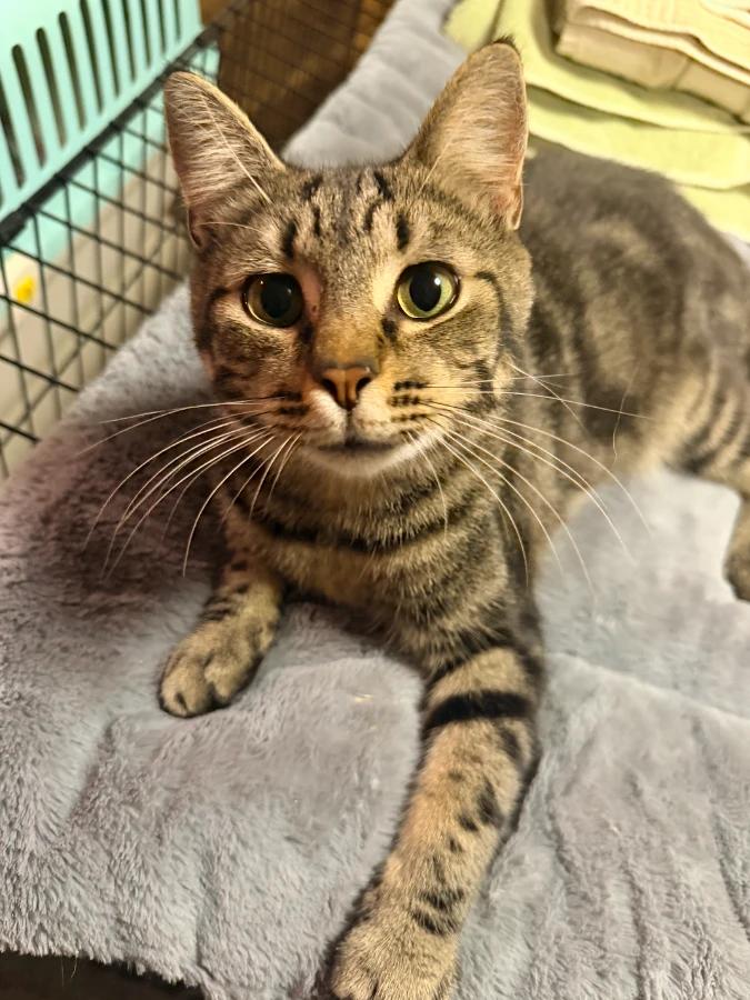 Enlarge Roger, a Adoptable Domestic Short Hair in Romney, WV image 1/3