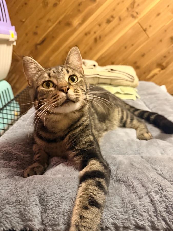 Enlarge Roger, a Adoptable Domestic Short Hair in Romney, WV image 2/3