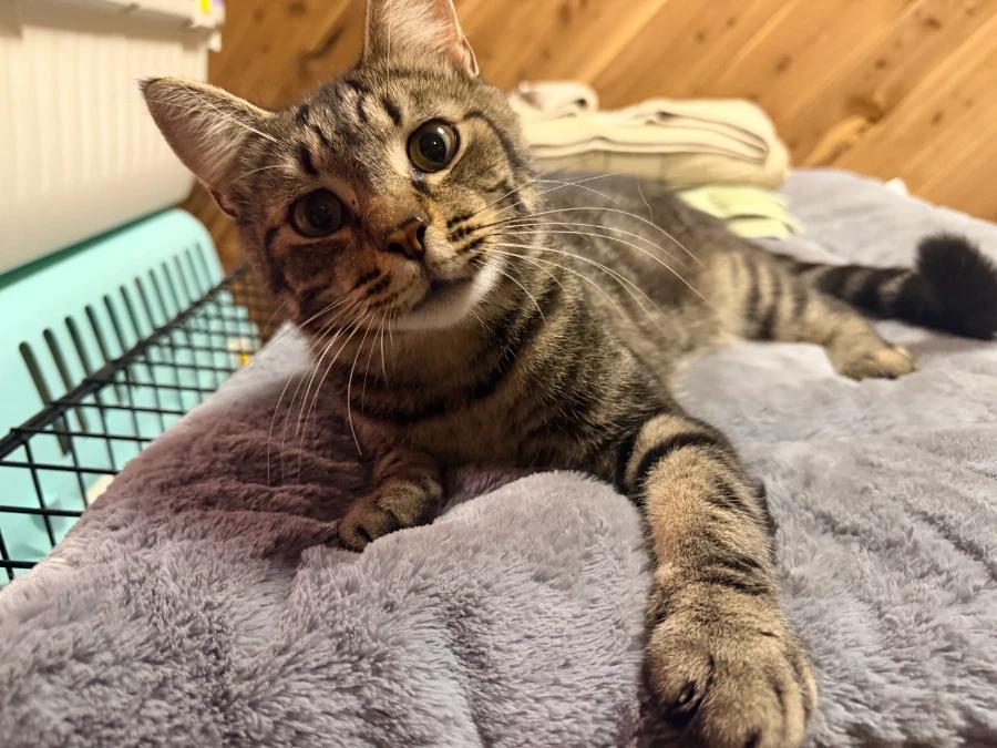 Enlarge Roger, a Adoptable Domestic Short Hair in Romney, WV image 3/3