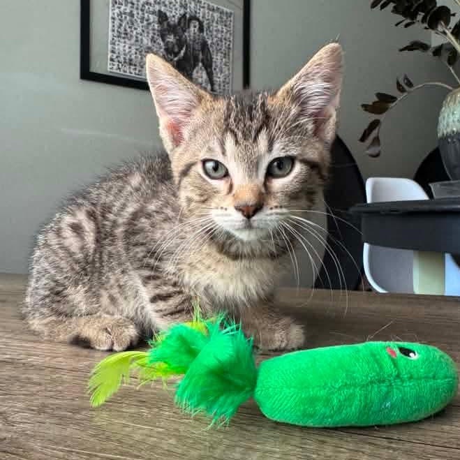 Godzilla, an adoptable mixed breed in Kentwood, MI image 2/3