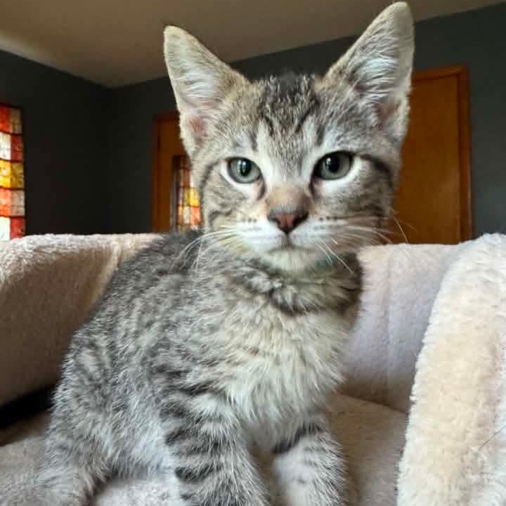 Godzilla, an adoptable mixed breed in Kentwood, MI image 1/3