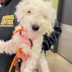 Enlarge Eggnog, a Adoptable mixed breed in Eastford, CT image 1/1